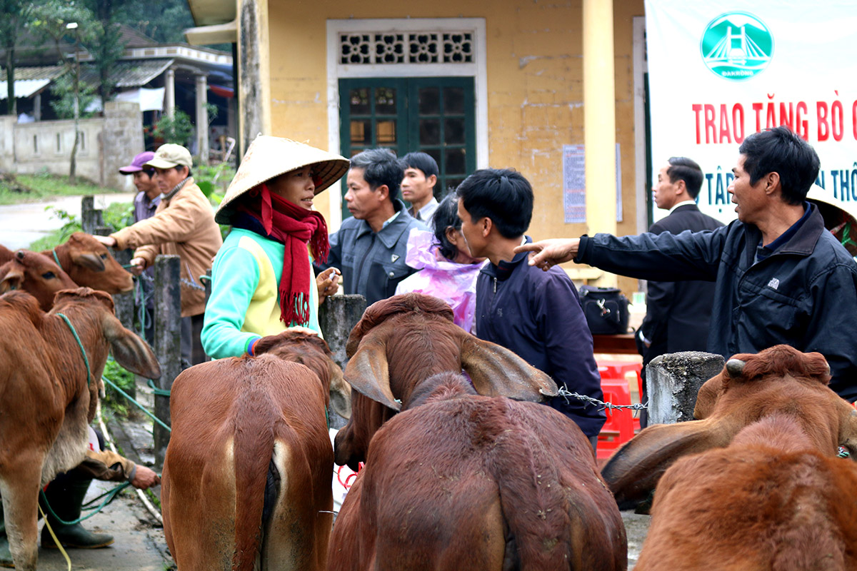 Tặng bò giống sinh sản cho hộ nghèo huyện Đakrông