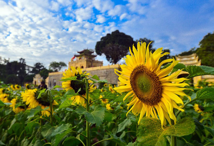 Hoa hướng dương khoe sắc tại Hoàng Thành Thăng Long

