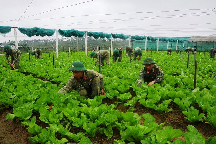 Cán bộ, chiến sĩ Tiểu đoàn 4, Trung đoàn 19 chăm sóc rau xanh bảo đảm nhu cầu thực phẩm cho chiến sĩ mới