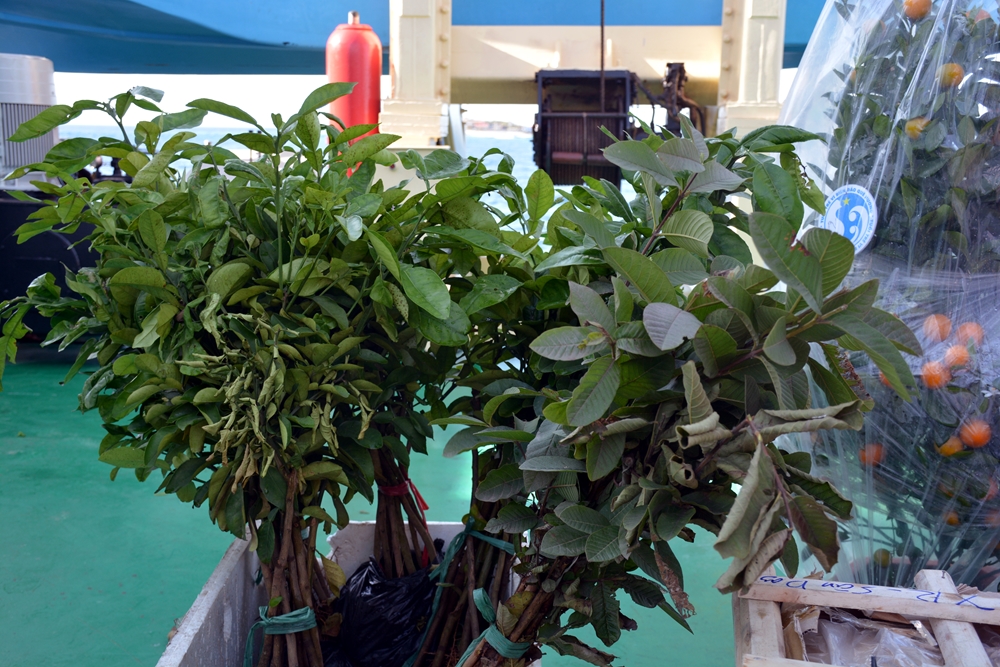 Hàng chuyển lên đảo gồm nhu yếu phẩm...