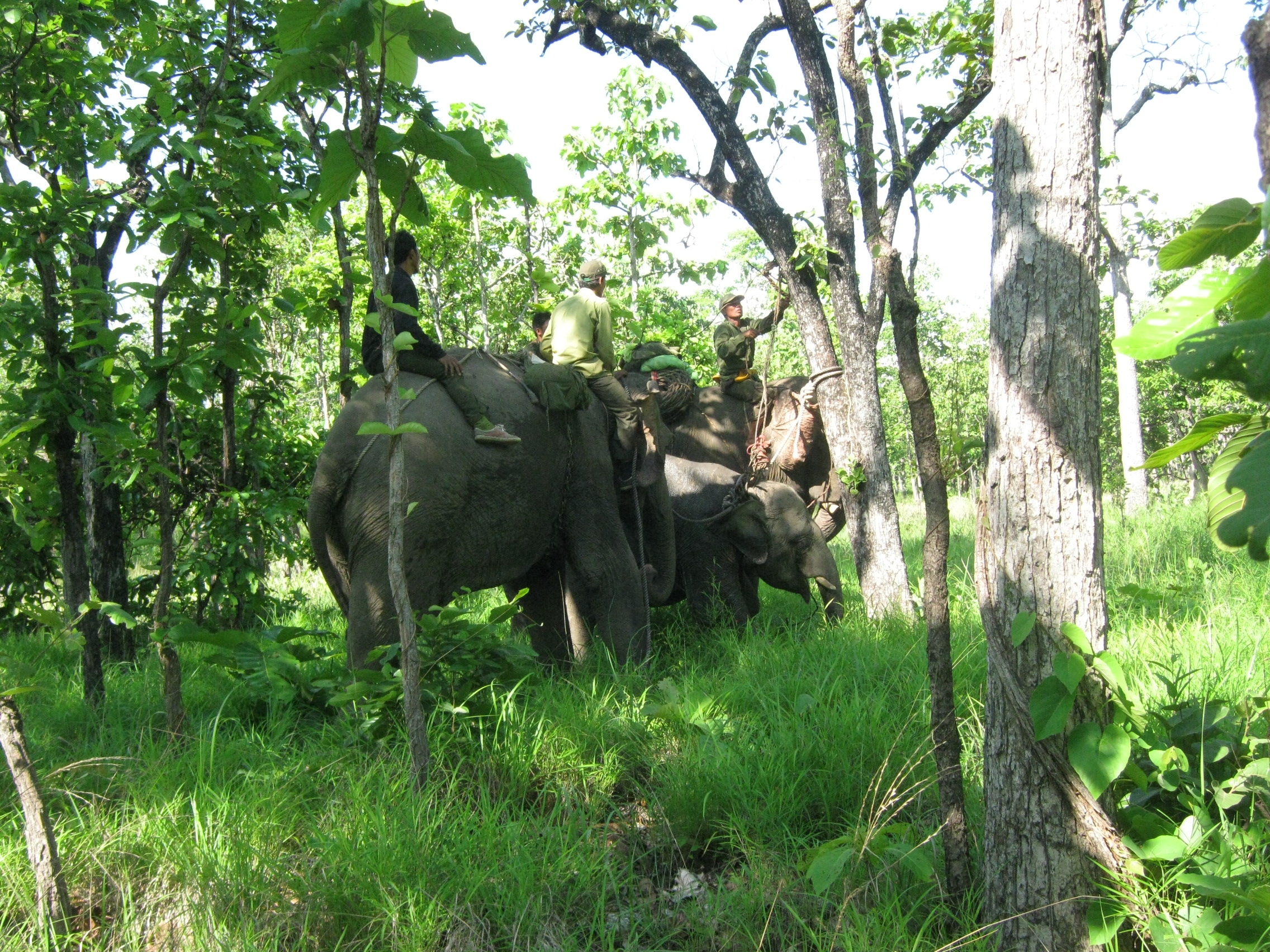 Thực hiện Đề án “Tổng thể bảo tồn voi Việt Nam giai đoạn 2013-2020” tại tỉnh Đắc Lắc: Cần gỡ khó về nhân lực và nguồn kinh phí 