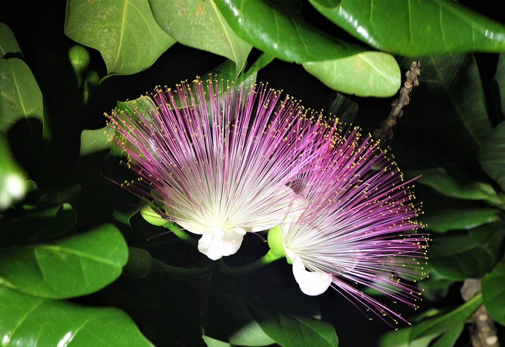 Hoa vàng vuông và hoa mù u, những “sứ giả” mùa xuân Trường Sa.