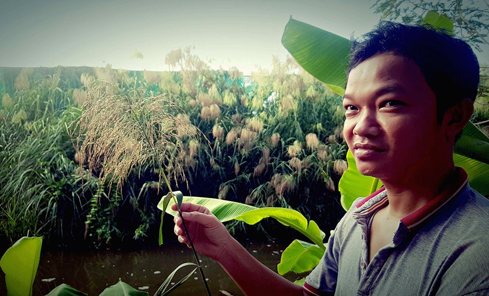 Vì sản xuất quanh năm nên nguyên liệu làm chổi ngày càng khan hiếm, làng nghề phải nhập bông sậy từ các tỉnh trong khu vực và cả miền Trung, Tây Nguyên.