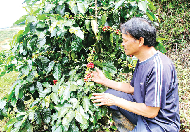 Vườn cà phê quý hiếm nhất Việt Nam