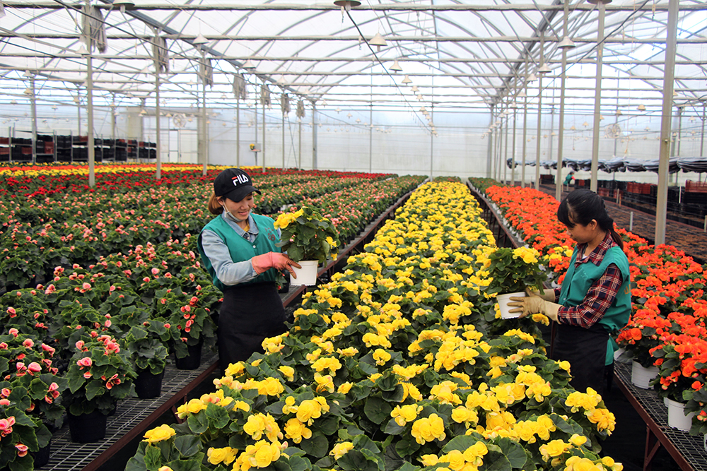 Đà Lạt rực rỡ mùa hoa Tết