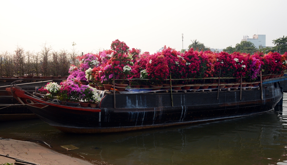 Thuyền chở hoa và cây cảnh từ Bến Tre lên dọc đường Trần Xuân Soạn, Quận 7, TP. Hồ Chí Minh