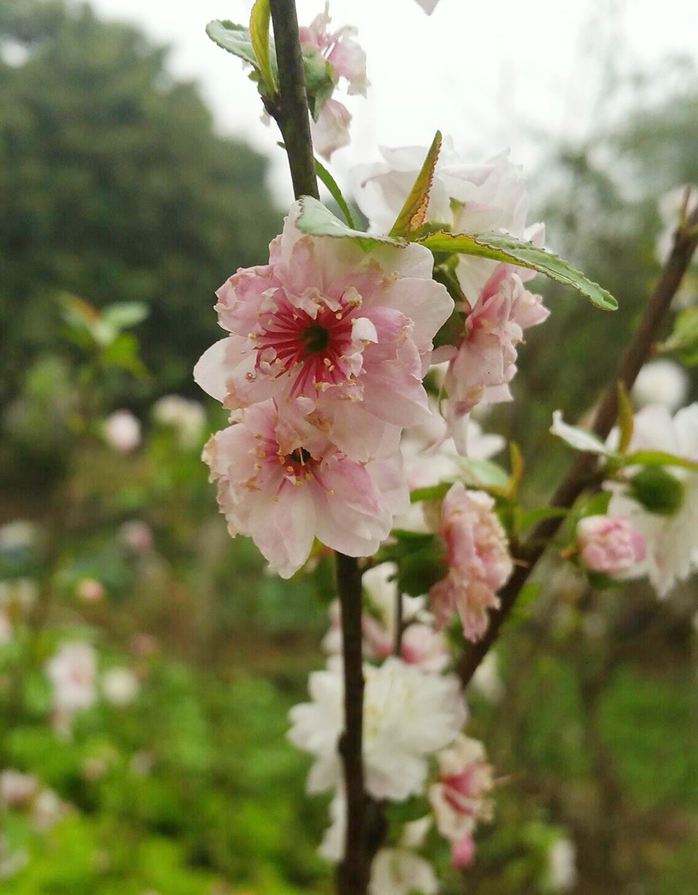 Cánh đào phai nở rộ đón mùa Xuân.