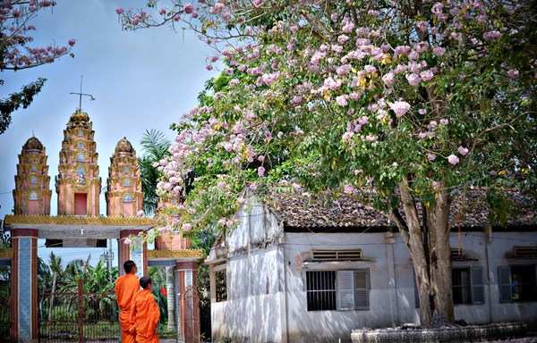 Hoa kèn hồng rực rỡ ngày xuân ở chùa Pô Thi Thlâng