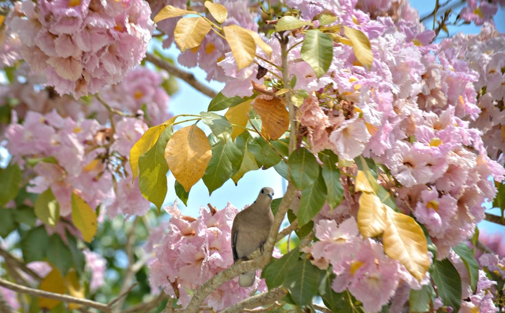 Ở chùa Pô Thi Thlâng, hoa kèn hồng như một chỉ dấu báo hiệu mùa xuân.