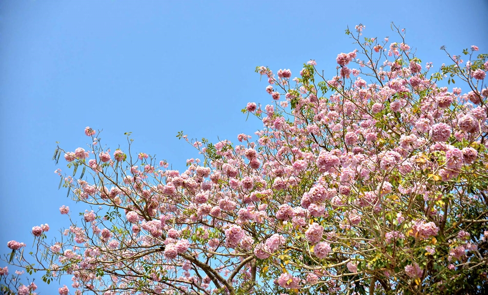 Vào mùa hoa, cây dần dần trút hết lá để nhường chỗ cho hoa.