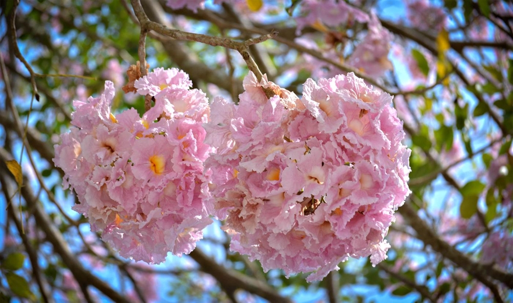 Hoa nở xoắn xít, ken dày từng chùm.