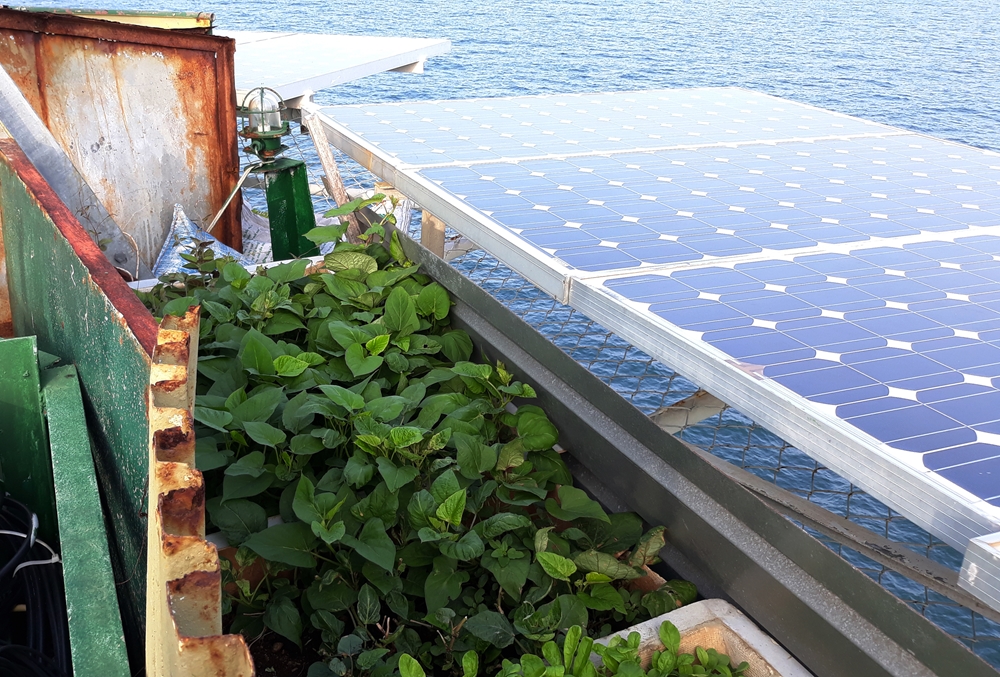 Xung quanh các dãy trồng rau, cán bộ, chiến sĩ nhà giàn còn dựng tôn che chắn nhằm hạn chế hơi nước mặn và gió biển