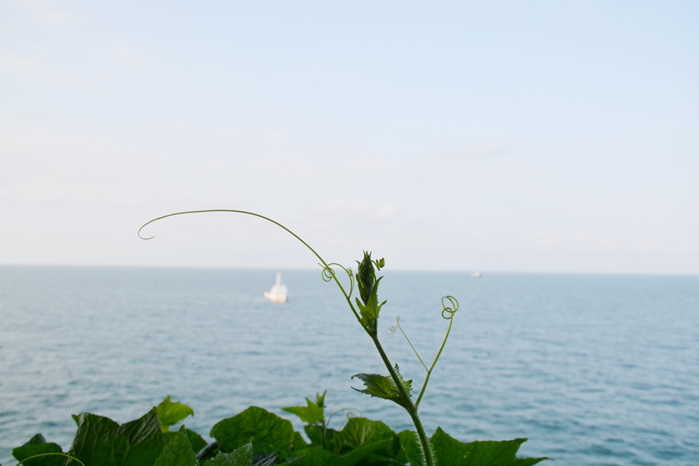 Mùa Xuân với nhiều khát vọng đang về trên Nhà giàn DK1/10.