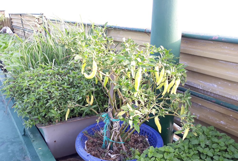 Các giống rau xanh, rau thơm đều có thể chống chịu tốt với thời tiết khắc nghiệt nơi đây.