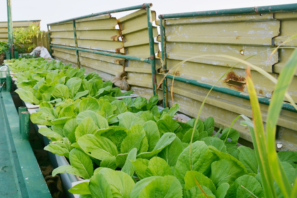 Nắng như nung, gió biển ào ạt và hơi nước mặn quanh năm là nguy cơ thường trực làm nhàu nát, héo úa các loại cây trồng. Nếu không kiên trì, nhẫn nại và không có kiến thức thì việc tăng gia trên nhà giàn là điều không thể.