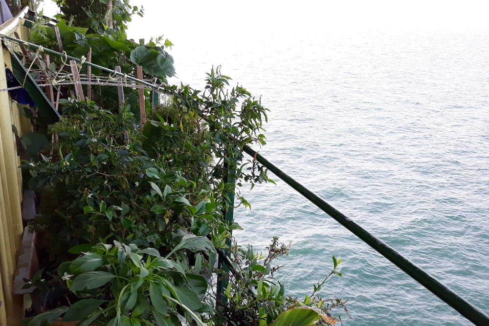 Cán bộ, chiến sĩ nhà giàn tận dụng những nơi có thể để đặt khay, thùng, chậu để trồng cây. Bất cứ vật liệu gì dù đó là gỗ, sắt hoặc tre được làm giàn vươn ra phía biển để tăng diện tích trồng rau.