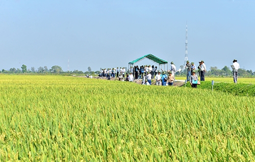 Lựa chọn giống lúa mới cho Đồng bằng sông Cửu Long