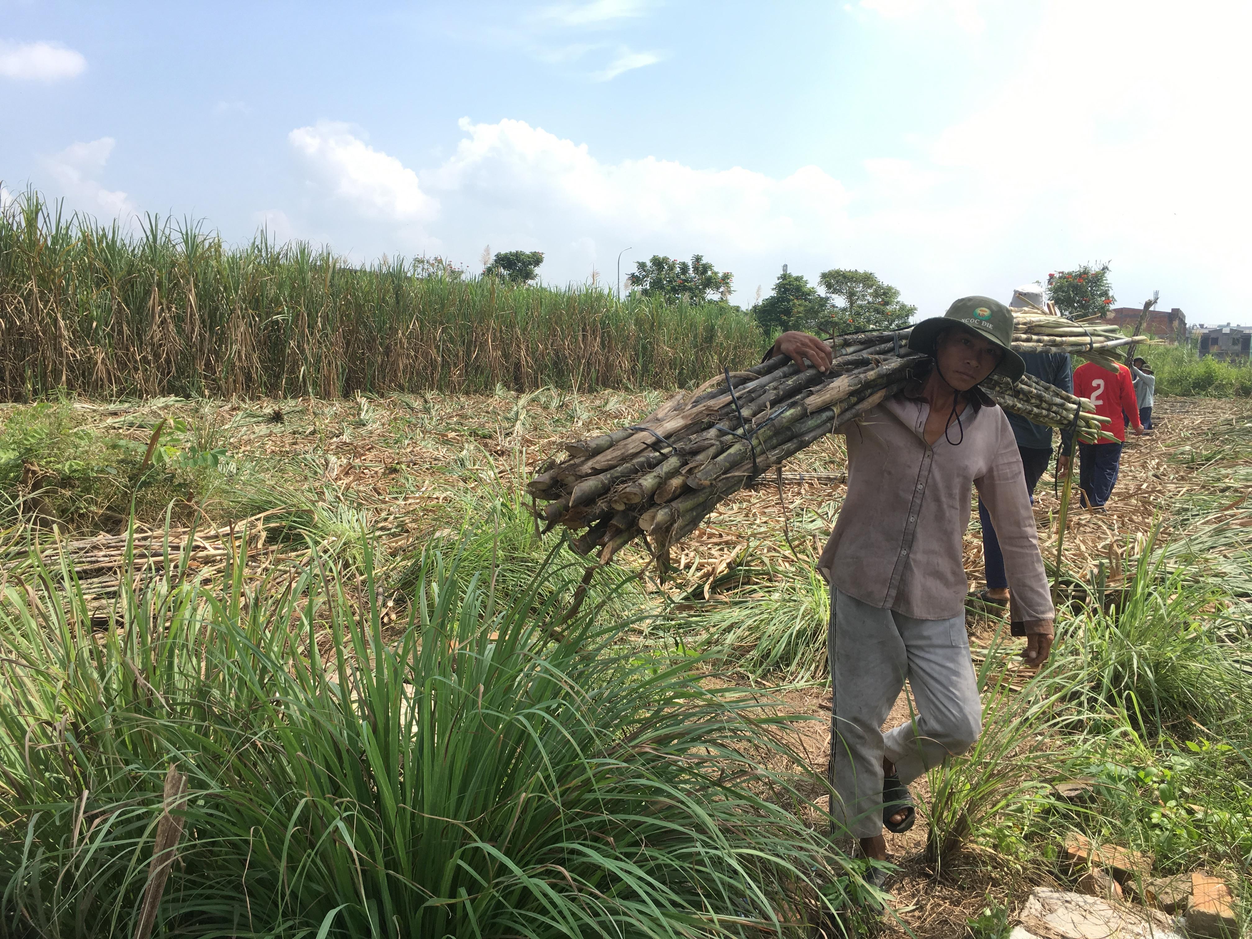 Giải pháp nào cho ngành mía đường Đồng bằng sông Cửu Long?
