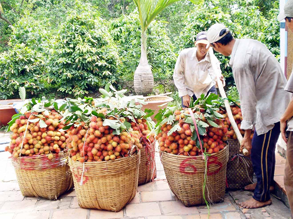 ĐƯA NÔNG SẢN VÀO THỊ TRƯỜNG KHÓ TÍNH

