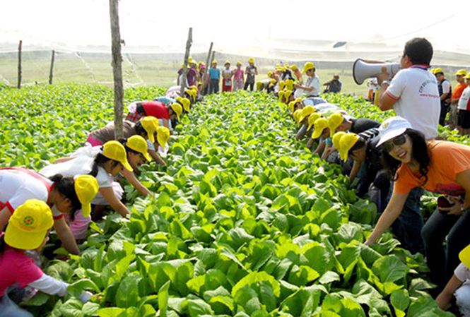 Du lịch nông nghiệp vẫn mang tính tự phát

