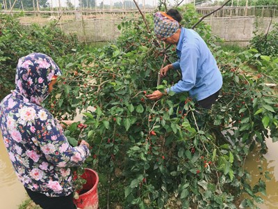 Làm thế nào để tránh sâu bệnh tác động đến cây dâu tằm?
