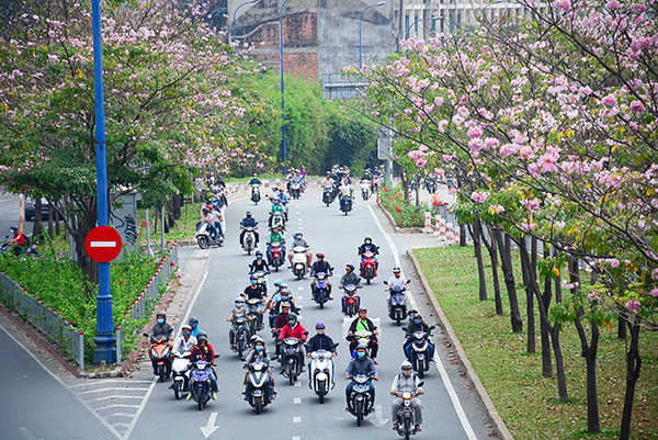 Rực rỡ sắc hoa kèn hồng trên đường phố TP Hồ Chí Minh