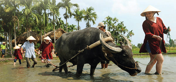 HOMESTAY VÀ NGUY CƠ LẠC ĐIỆU!