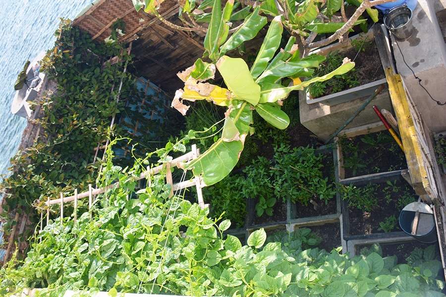 Một vườn rau trên Đảo Thuyền Chài B.