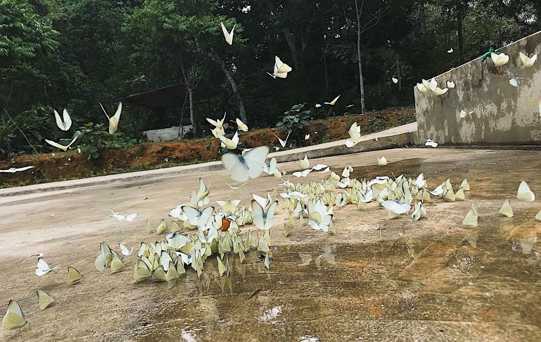 Mùa của những “cánh hoa bay”

