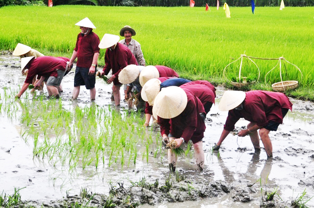 Phát triển du lịch sinh thái bền vững gắn với nông nghiệp, nông thôn

