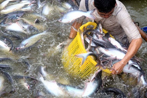 Xuất khẩu cá tra sang Trung Quốc tiếp tục tăng mạnh