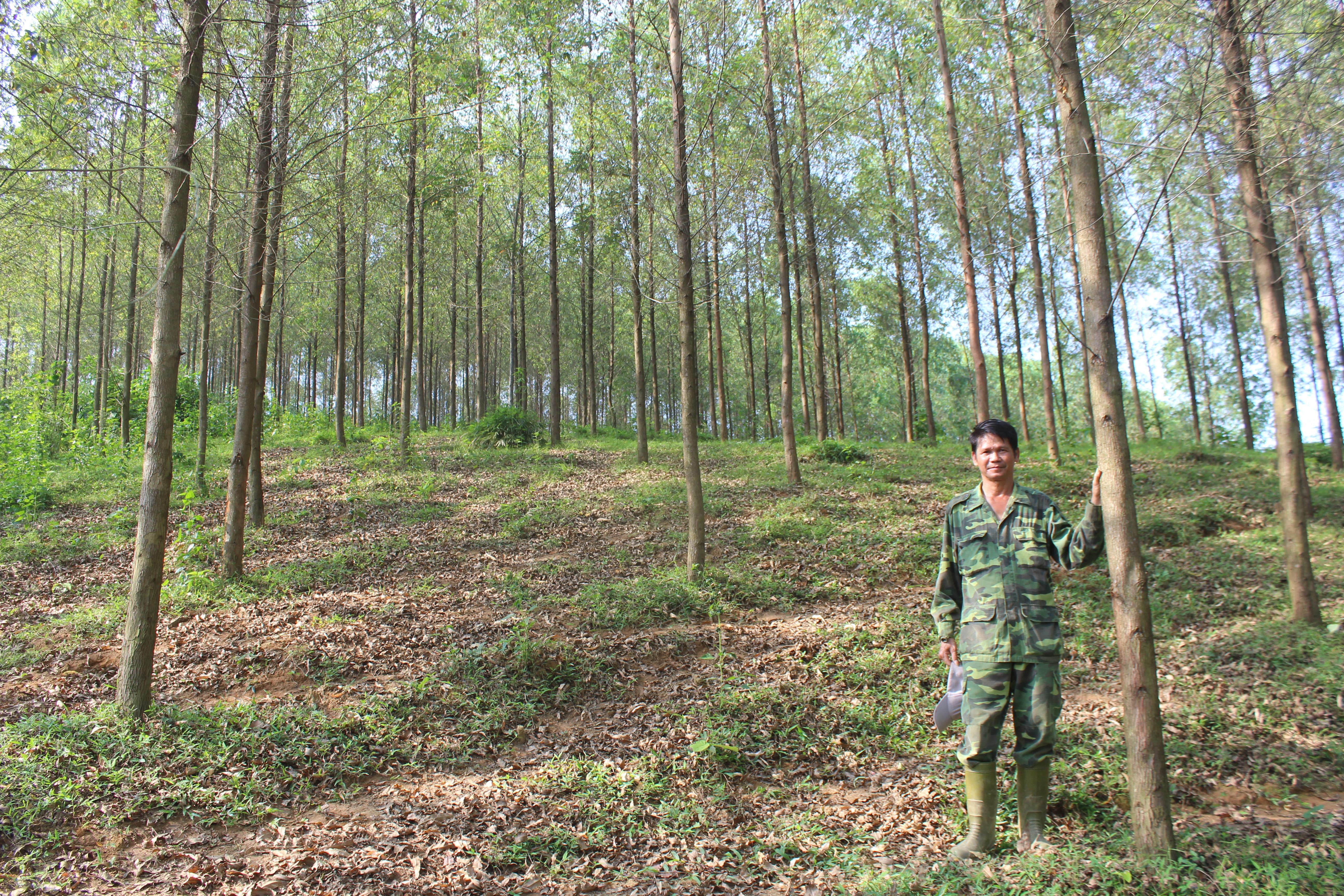 Hiện thực hóa việc bán tín chỉ carbon từ rừng