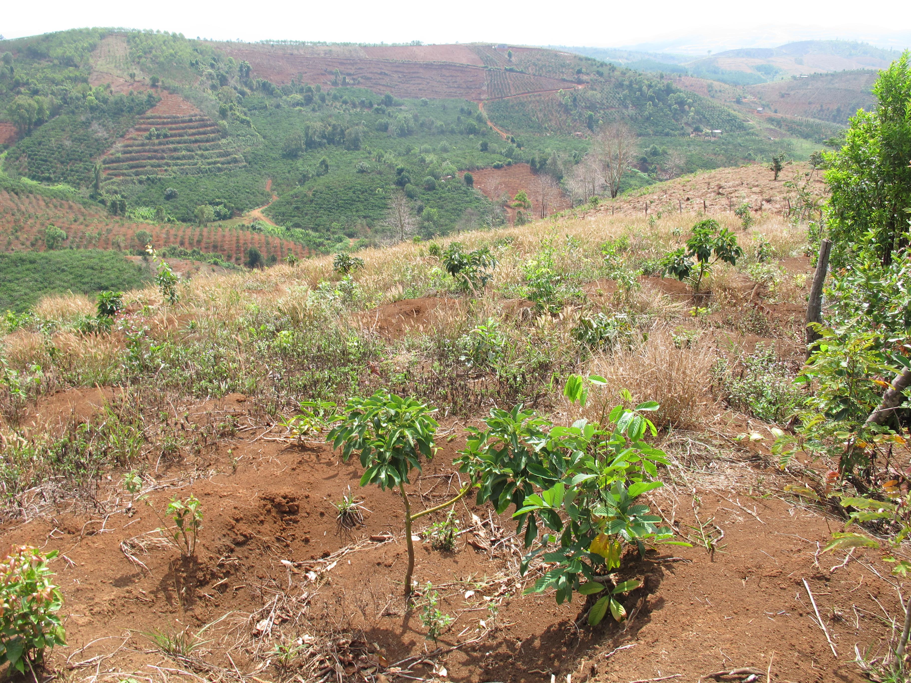 Ngăn chặn kịp thời hành vi mở đường chiếm đất rừng đầu nguồn