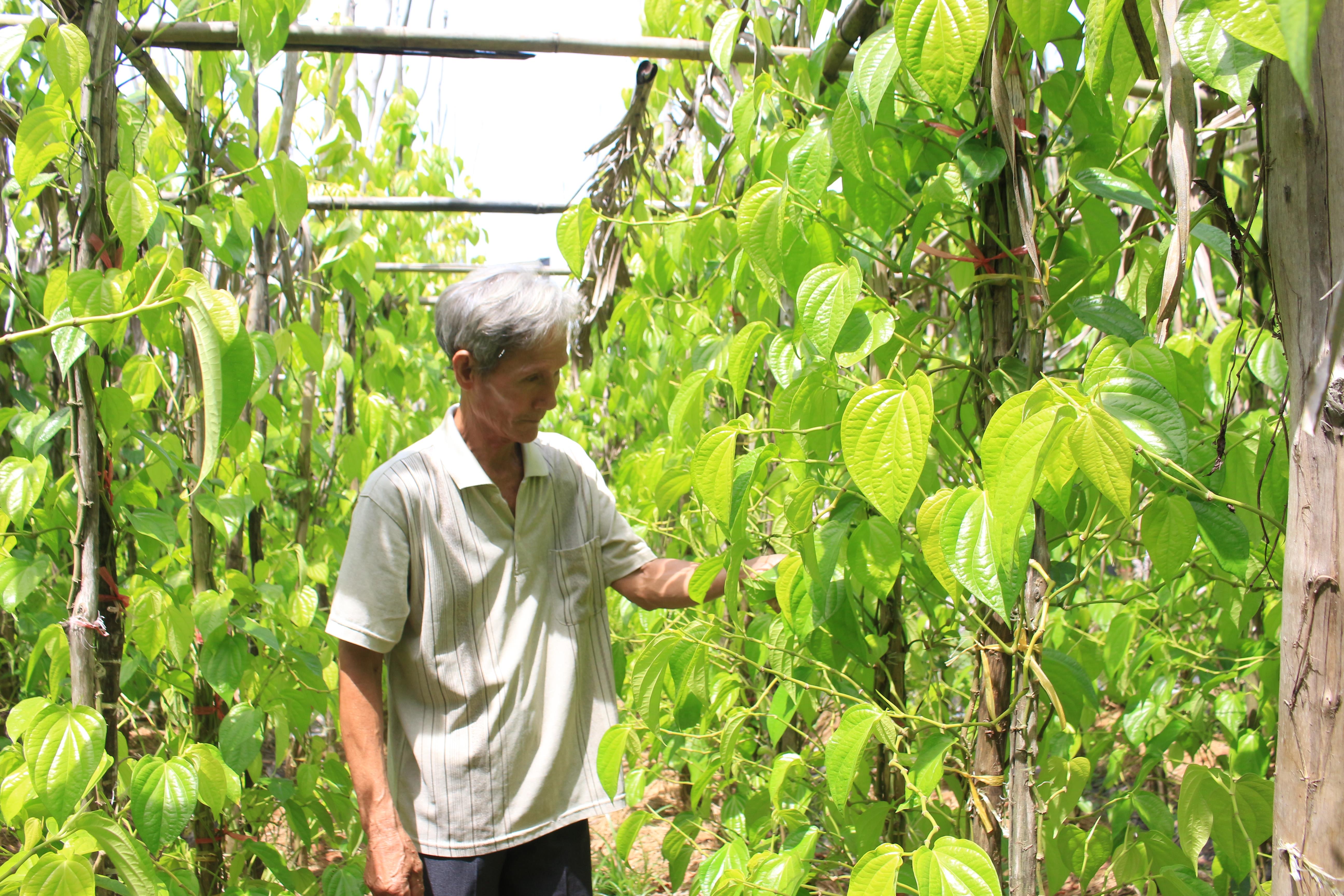 Hiệu quả từ chương trình tín dụng dành cho người có công với cách mạng