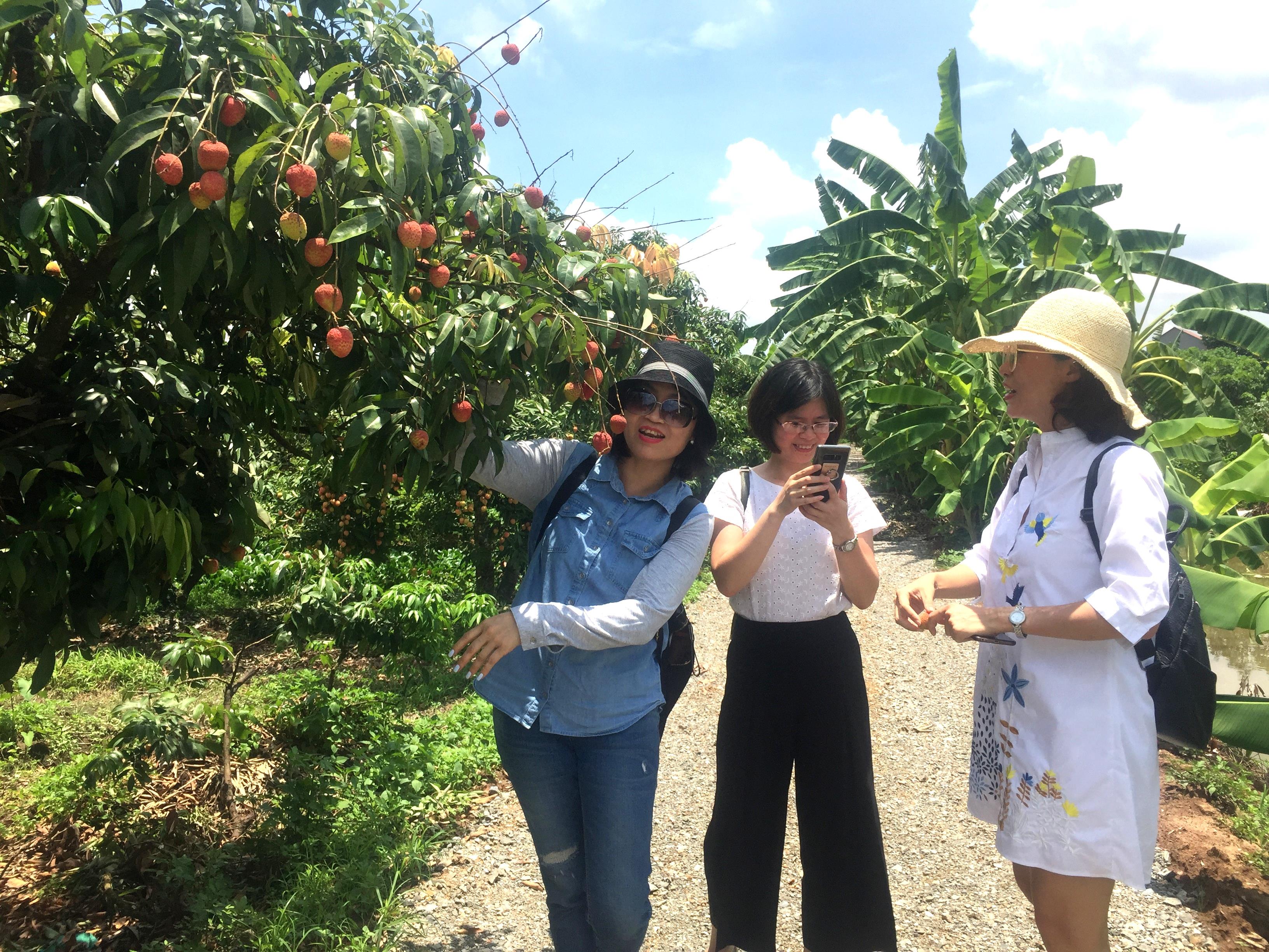 Về chốn tổ mùa vải thiều chín  