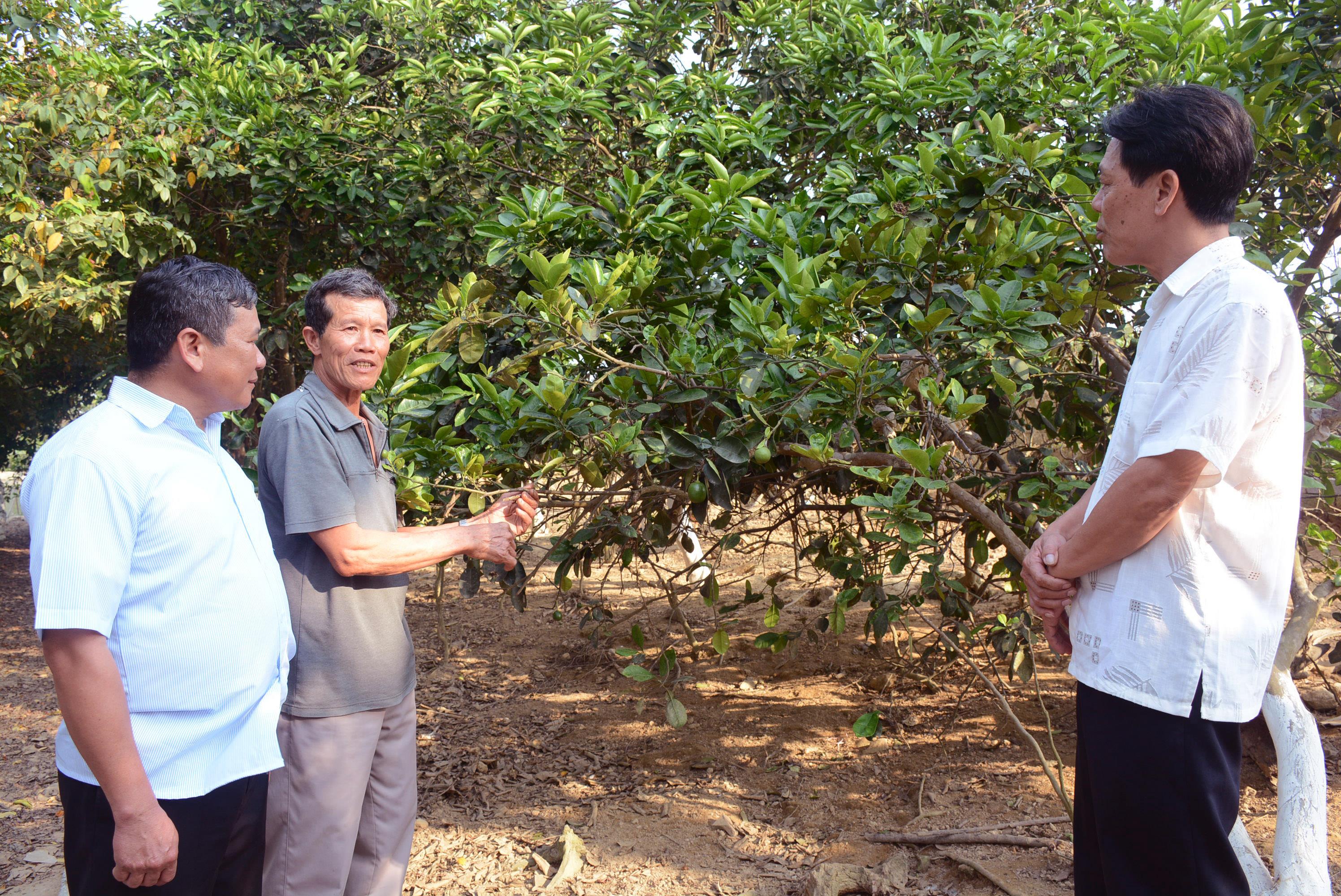Làm giàu nơi vùng chiêm trũng quê nhà