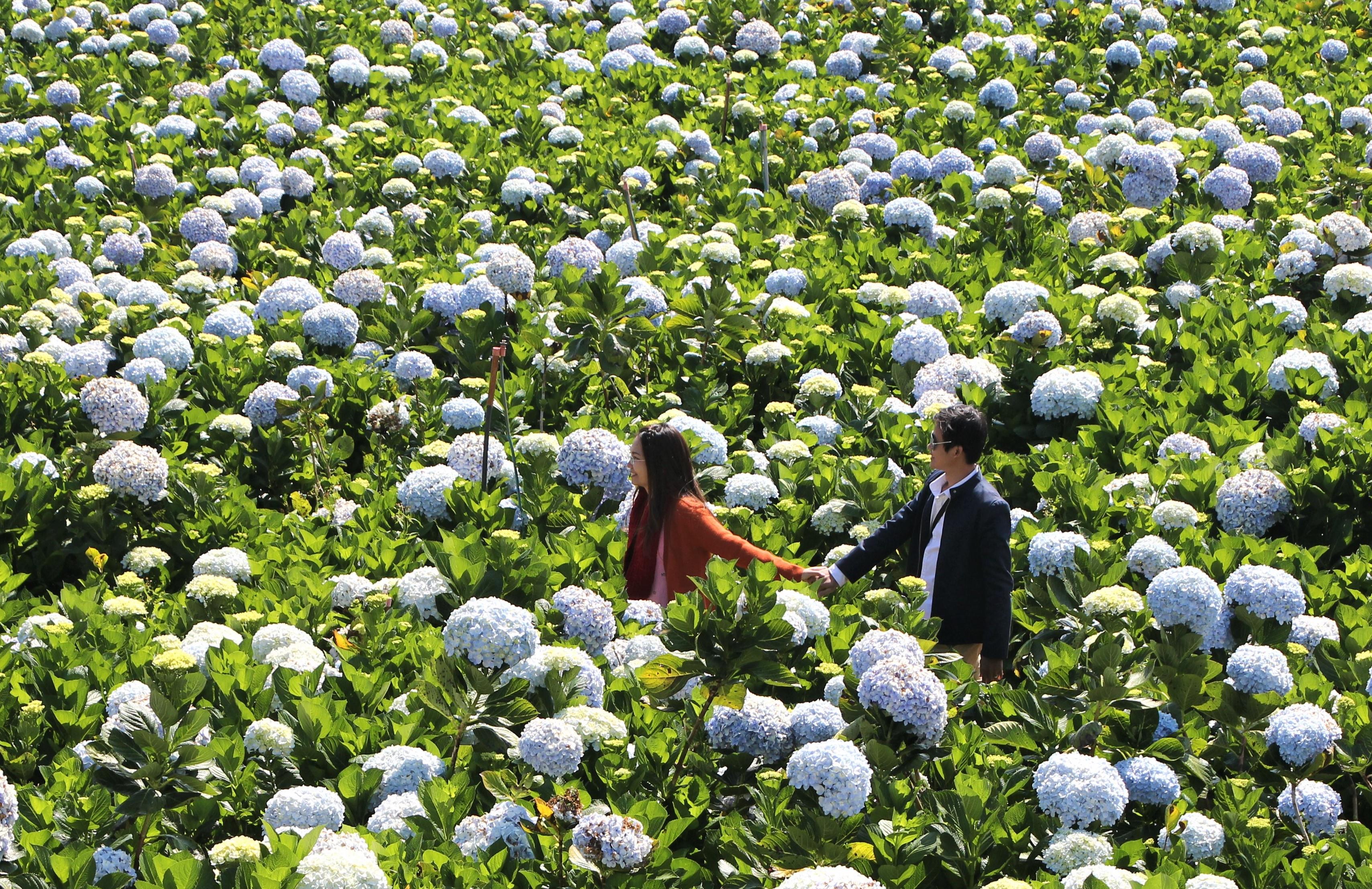 Thu nhập cao từ trồng hoa phục vụ du lịch