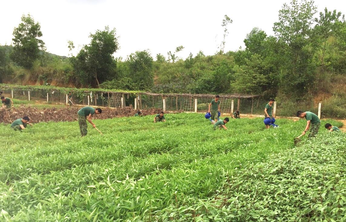 Hiệu quả từ tăng gia sản xuất ở Trung đoàn 885