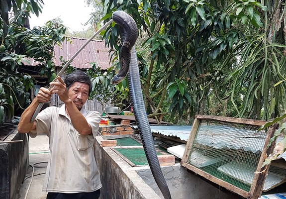 Người thương binh làm giàu từ nghề nuôi rắn hổ mang