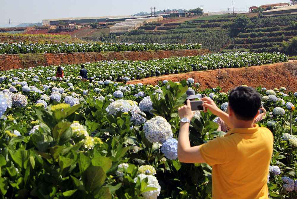 Nhận diện khó khăn, tìm giải pháp cho du lịch canh nông

