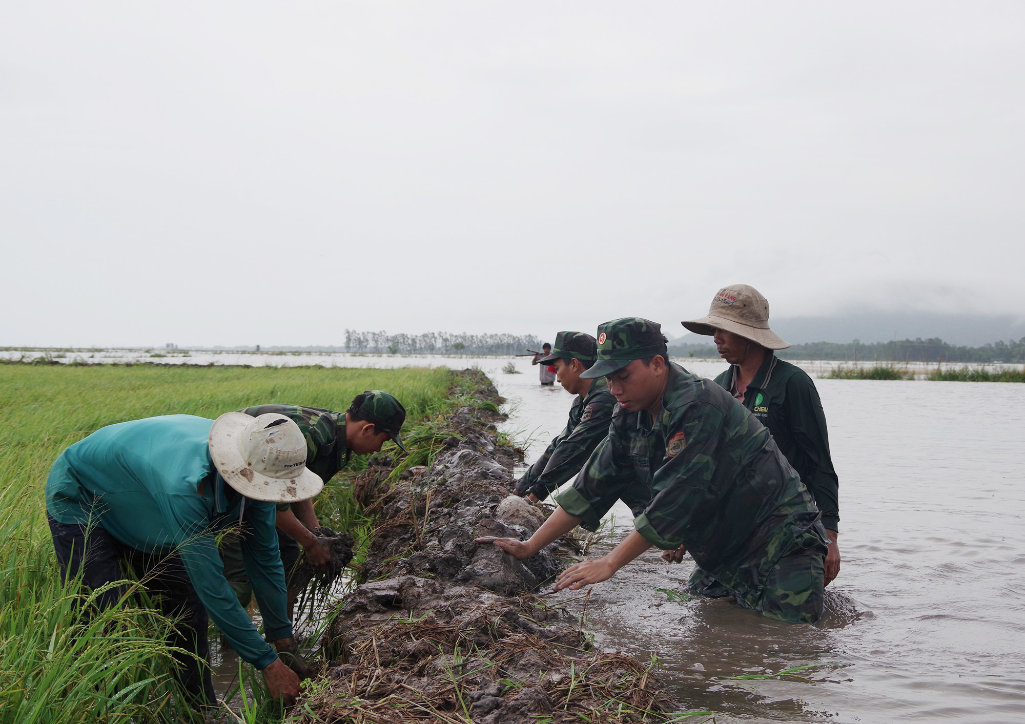 Bộ đội Biên phòng tỉnh An Giang giúp dân thu hoạch lúa

