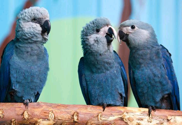 Vẹt Cockatiel | Đặc Điểm Giống Loài, Cách Nuôi & Chăm sóc - Thư Viện Thú  Cưng