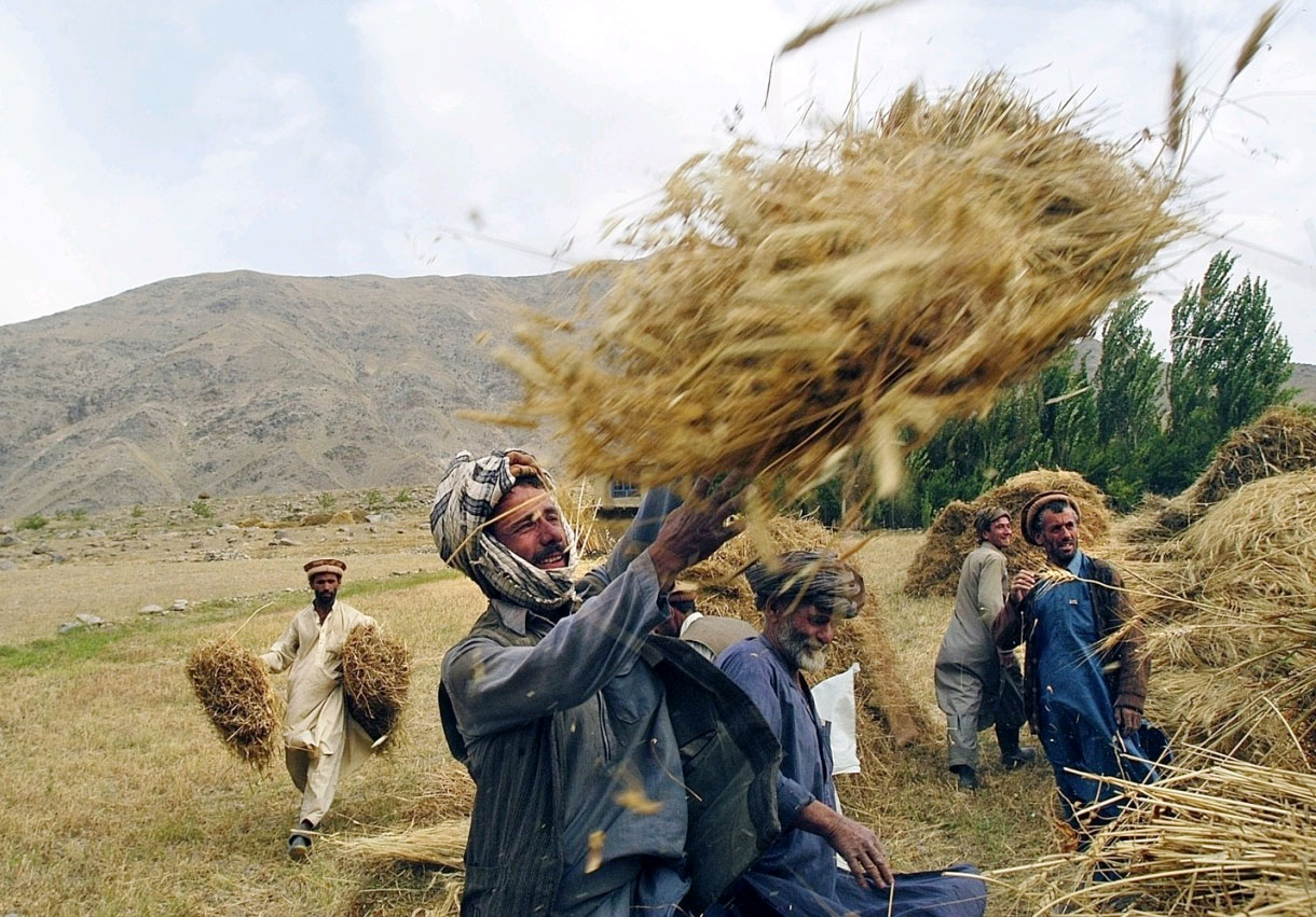 Hạn hán là nguyên nhân chính khiến người Afganishtan tha hương