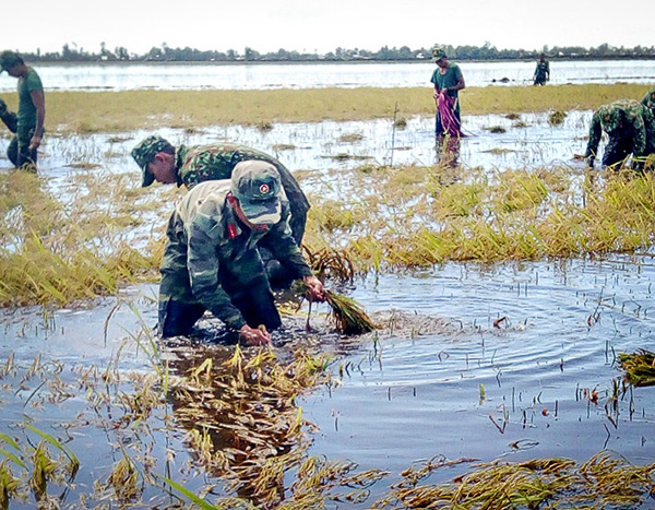 Sư đoàn 4, Quân khu 9 giúp dân thu hoạch lúa chạy lũ