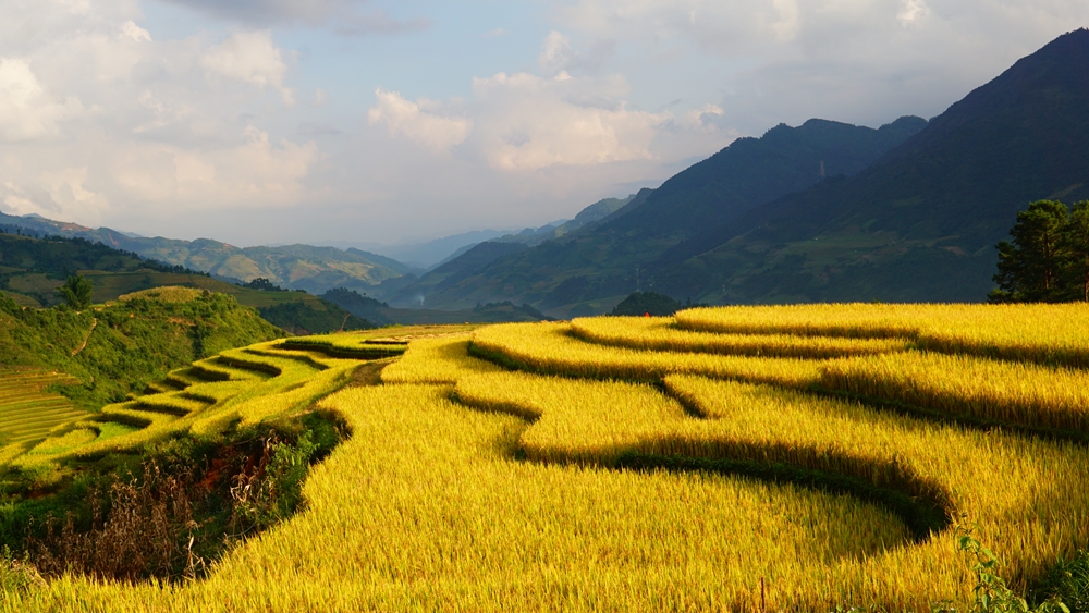Từng thửa ruộng bậc thang chập chùng, uốn lượn như những cơn sóng vàng óng ả.