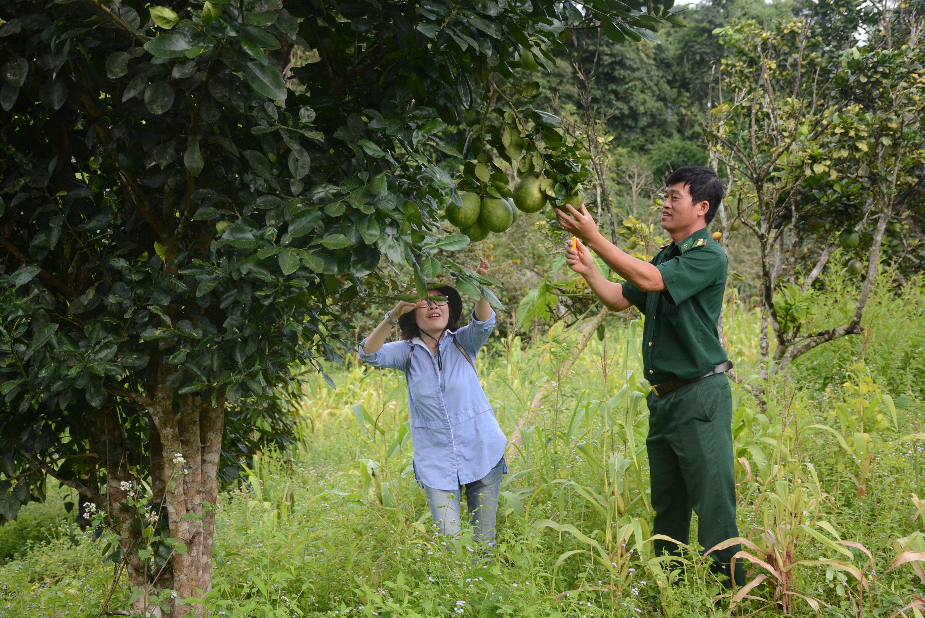 Vườn hoa trái ngát hương trên biên giới hòa bình