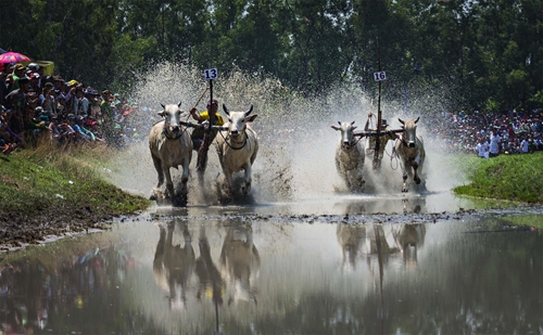 Lễ hội đua bò Bảy Núi (An Giang)