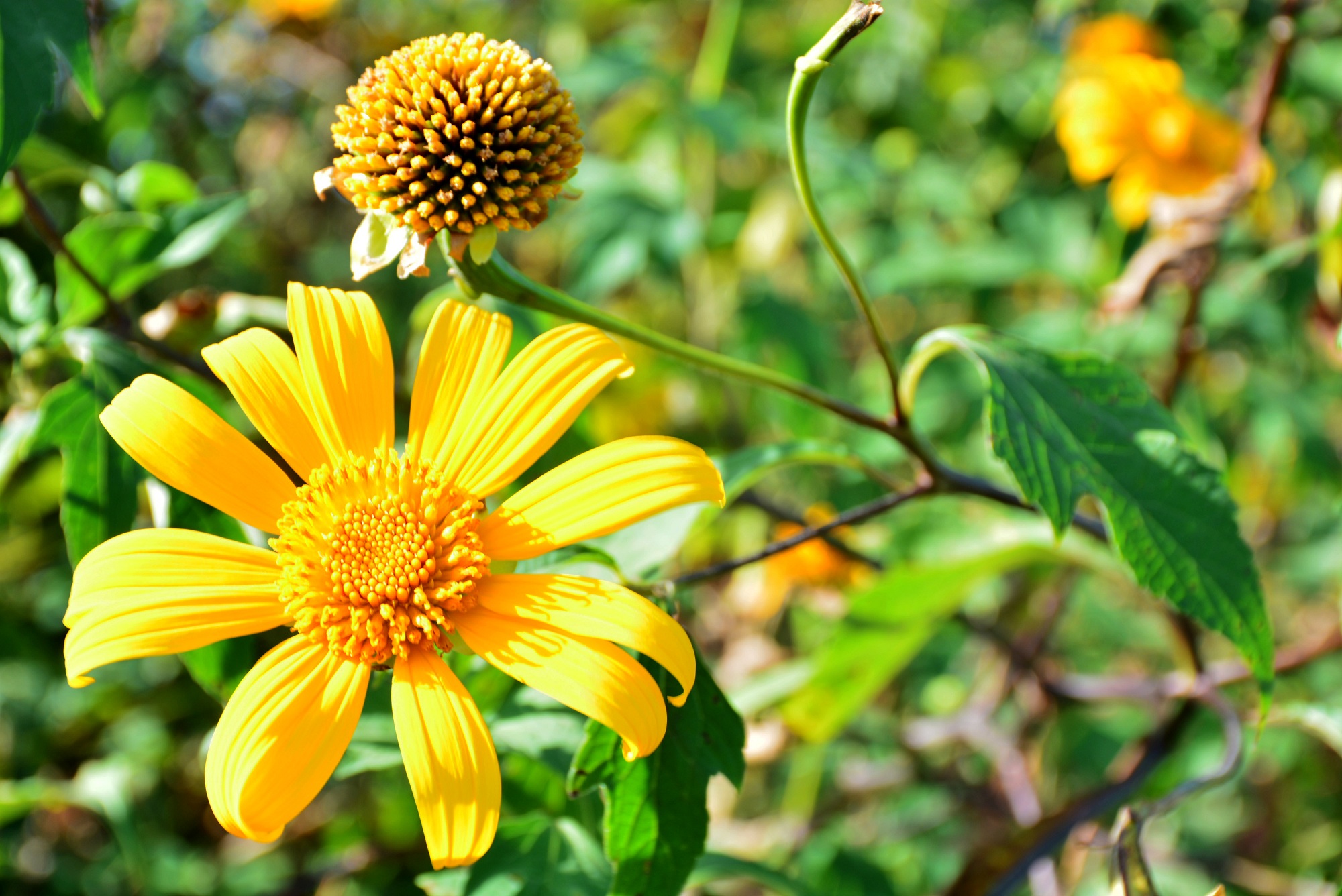 Khai mạc Lễ hội “Hoa dã quỳ-núi lửa Chư Đang Ya năm 2018”