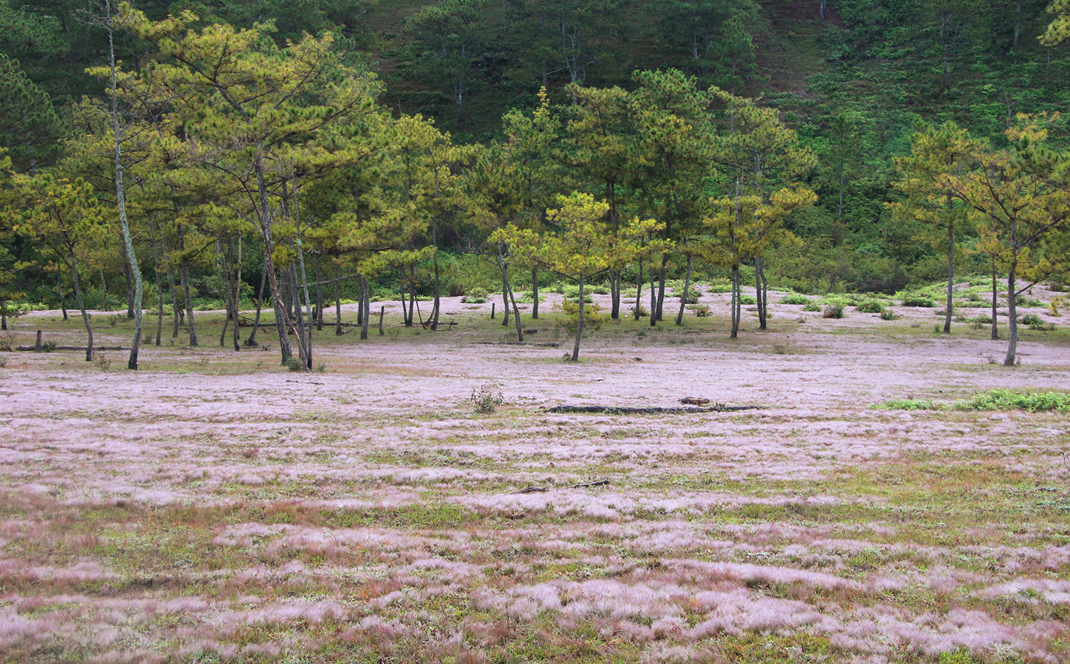 Mùa cỏ hồng Đà Lạt mộng mơ