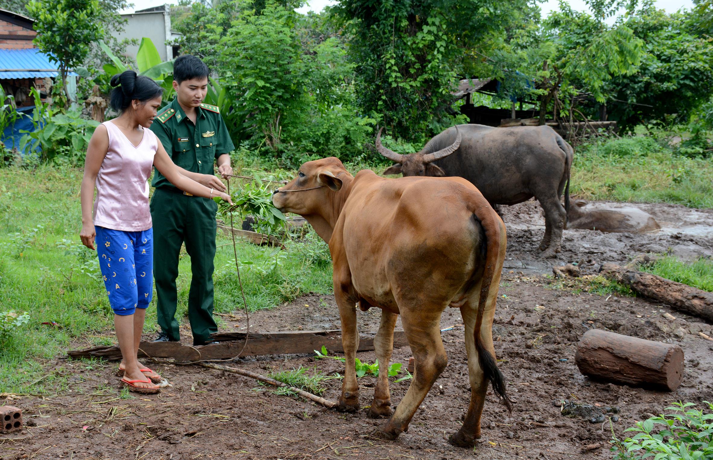 Trao bò giống giúp dân thoát nghèo